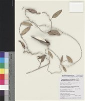 藏品(臺灣牛皮消)的圖片